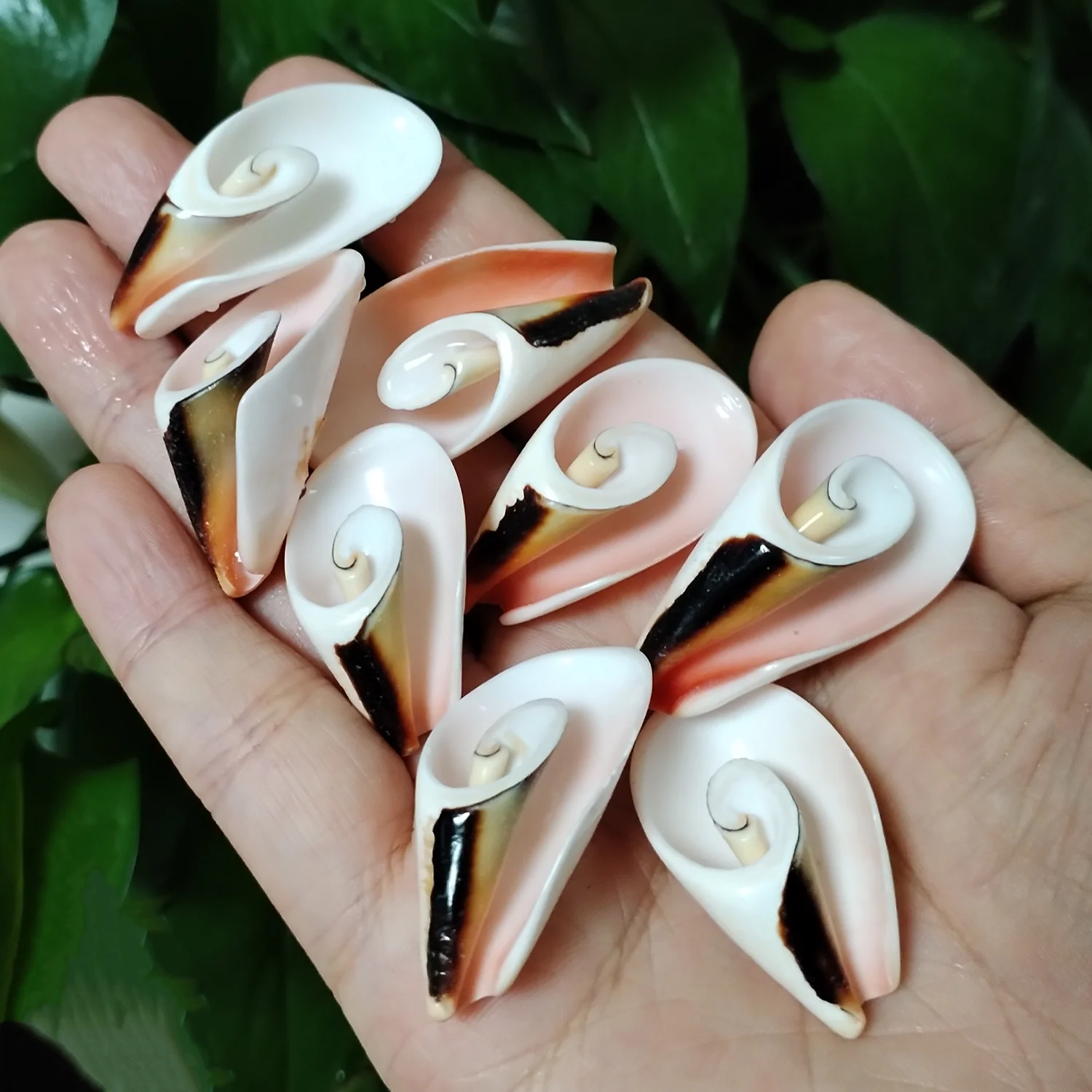 10pcs Natural Spiral Shells Beads Beach Shell Pendants Crafts Slices For DIY Jewelry Making Marine Style Fish Tank