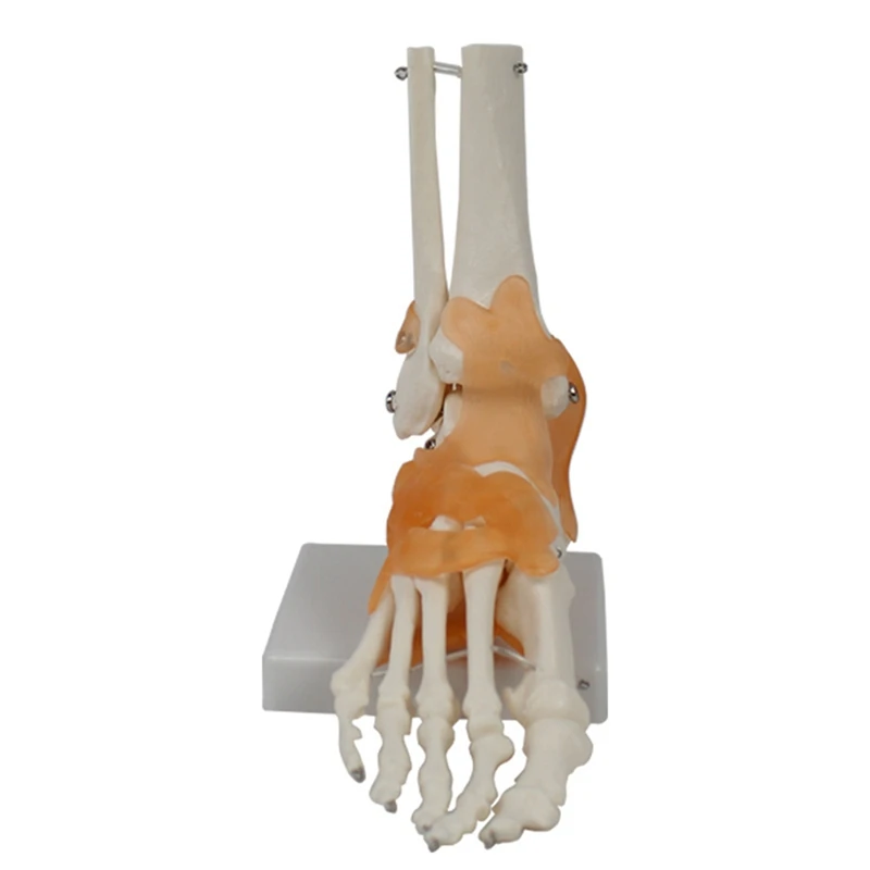 Foot Joint Model With Ligaments Human Anatomy Model, Life Size, -Teaching Equipment PVC 1 PCS