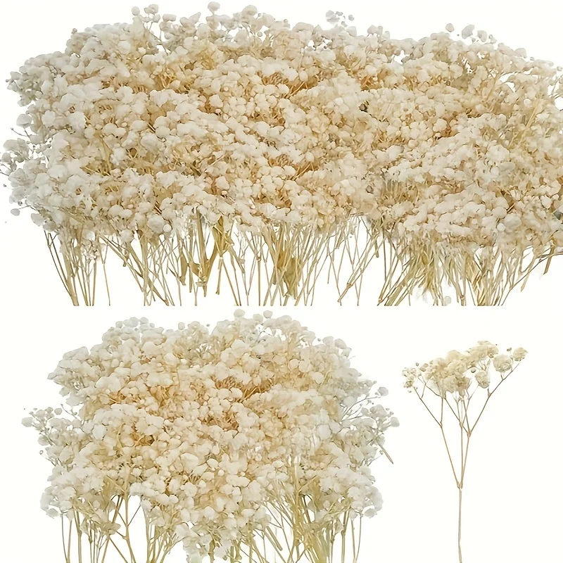98 pièces de fleurs séchées mini Gypsophila (Baby Breath) élégantes pour la décoration de vases à la maison, fleurs séchées Paniculata pour la décoration artisanale de mariages et de fêtes