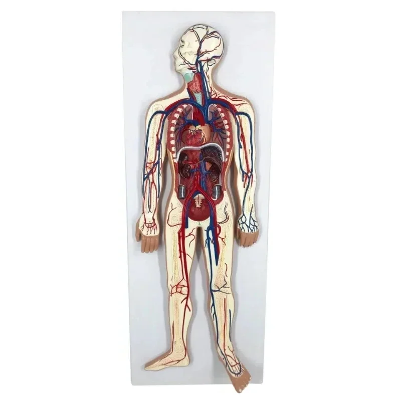 B-M Blood Circulation System Model Heart Visceral Vascular Organ Anatomy Model Hospital School Teaching Tool