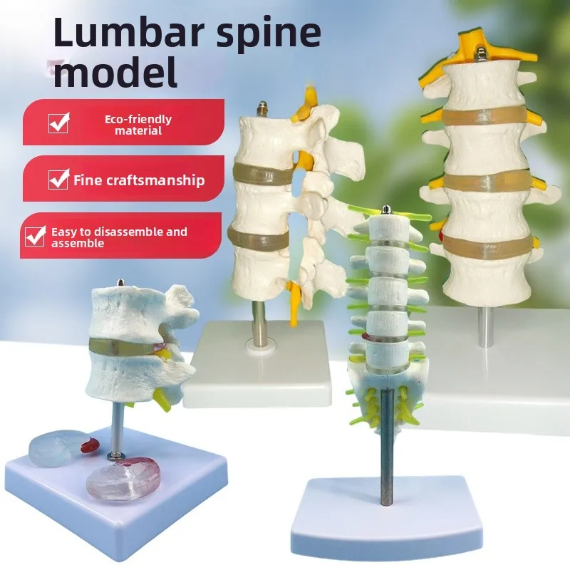 

Модель позвоночника для взрослых, шейный поясничный отдел позвоночника, модель человеческого скелета для корректирующих упражнений, обучающий инструмент Babone, статическая модель