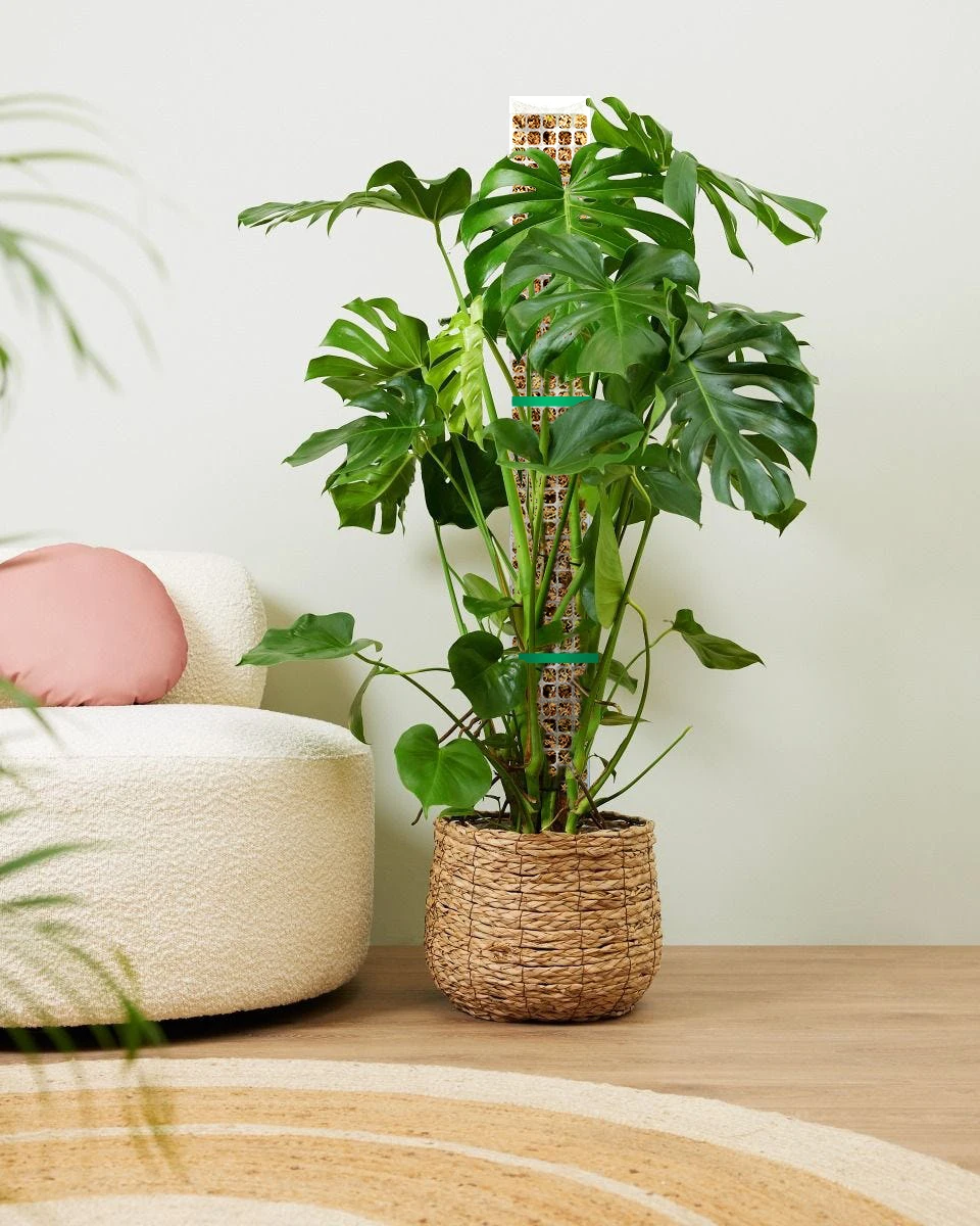 Thumbnail 4 - #32 Trending Plant Pots Right Now