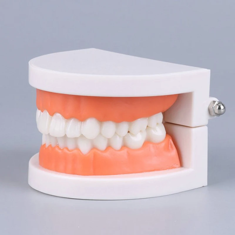 Standard Teeth Model Adult Standard Typodont Demonstration Denture Model Compatible Kids Dental Teachig Clean Display