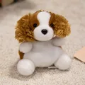 Cocker spaniel