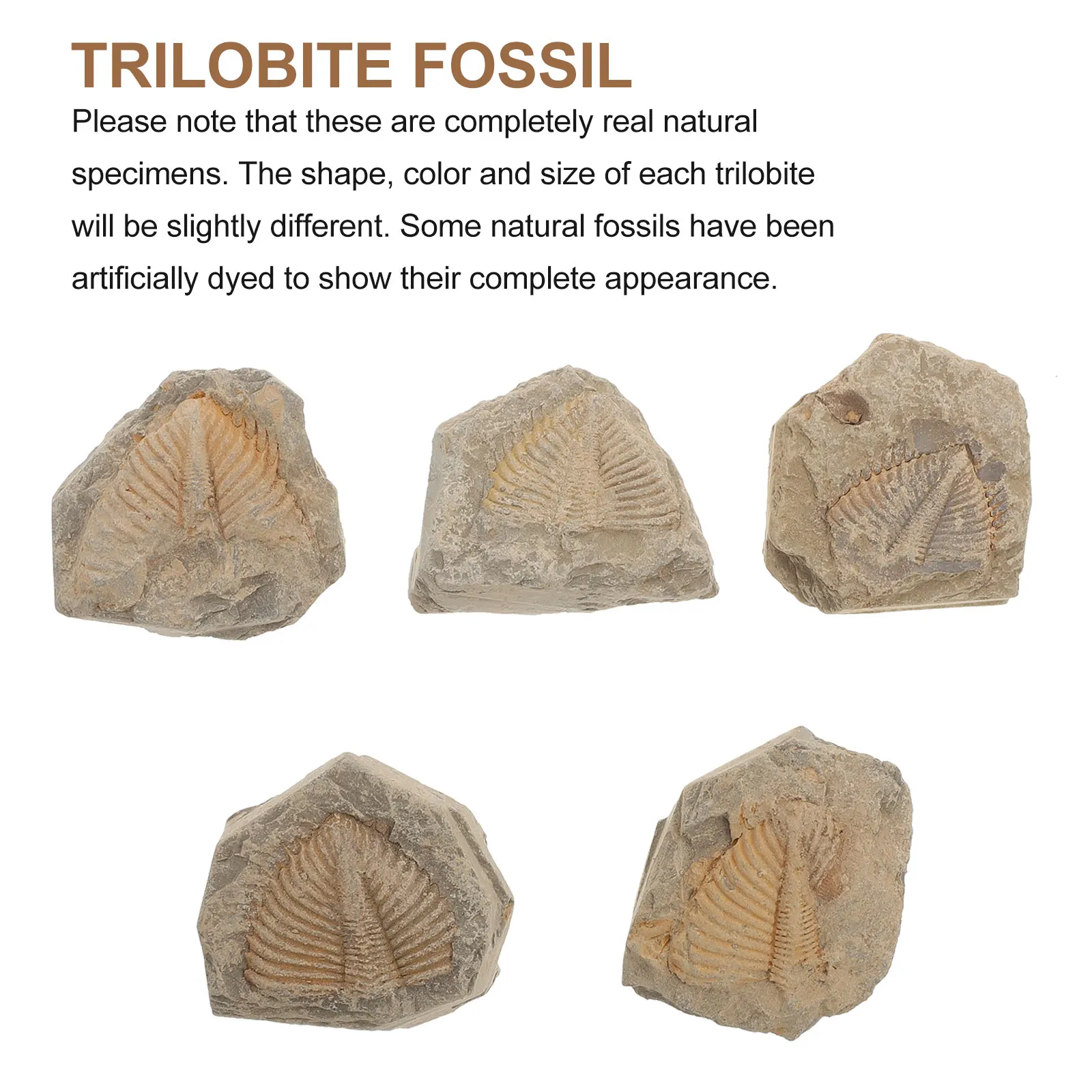 

5pcs Trilobite Specimen Ancient Creature Desktop Ornament Decor Educational Teaching Tool For Party Gift