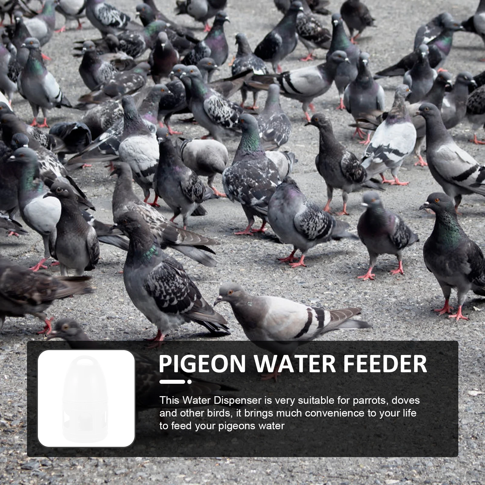 

Pigeon Drinking Fountain Chick Feeders and Waterers Quail Birds for Outdoor Cage Wild Automatic No Mess