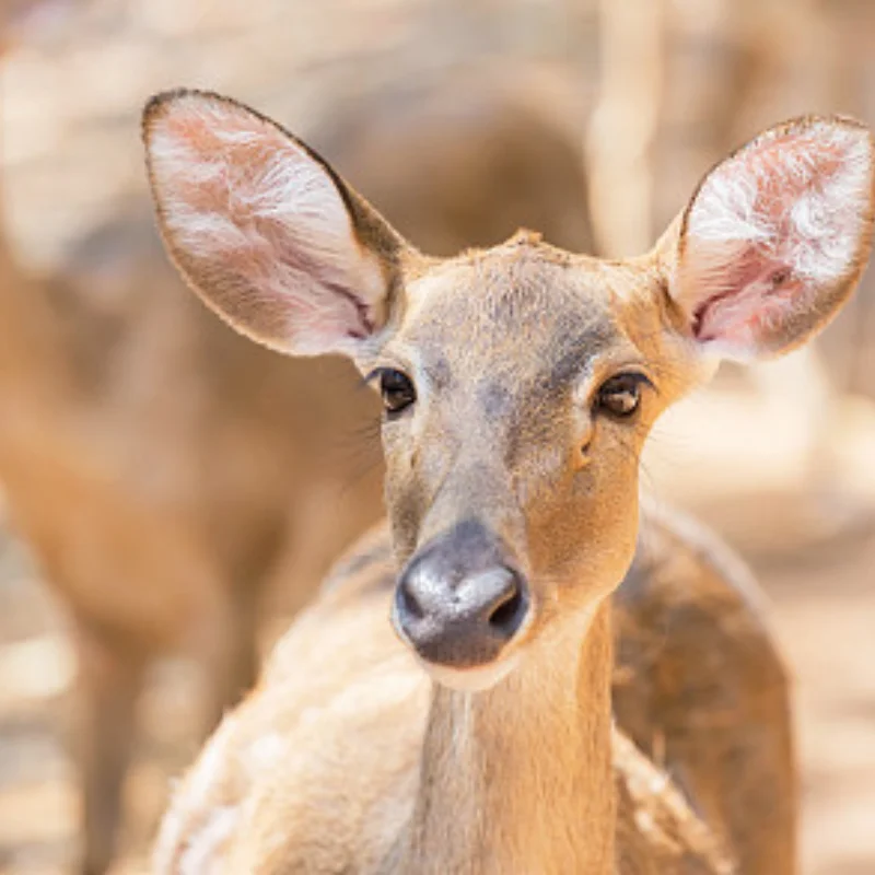 

Металлическая боковая педаль для 1/10 RC гусеничного автомобиля REDCAT GEN8 Scout II, обновленные детали