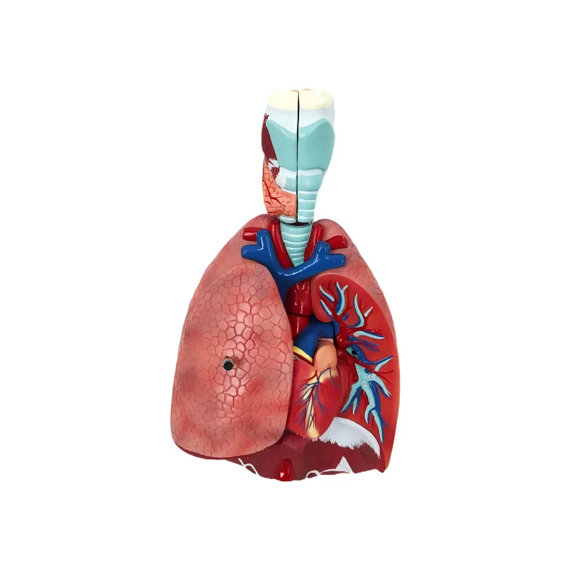 PVC Anatomical Model Manikin For Medical Teaching First Aid Training Includes Larynx Heart Lung For Schools Hospitals Asthma