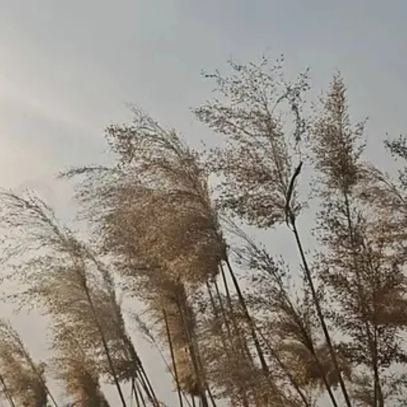 GEPRC SPEEDX2 2207 1960KV Motor 4-5 pulgadas FPV Drone 6S Motor sin escobillas FPV RC multicóptero piezas de Dron de carreras pieza DIY