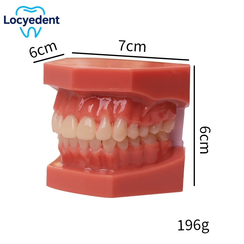 Dental Teeth Model Teaching Study Demonstration Model Standard Adult Typodont Jaw Model For Practice Training Dentistry Products