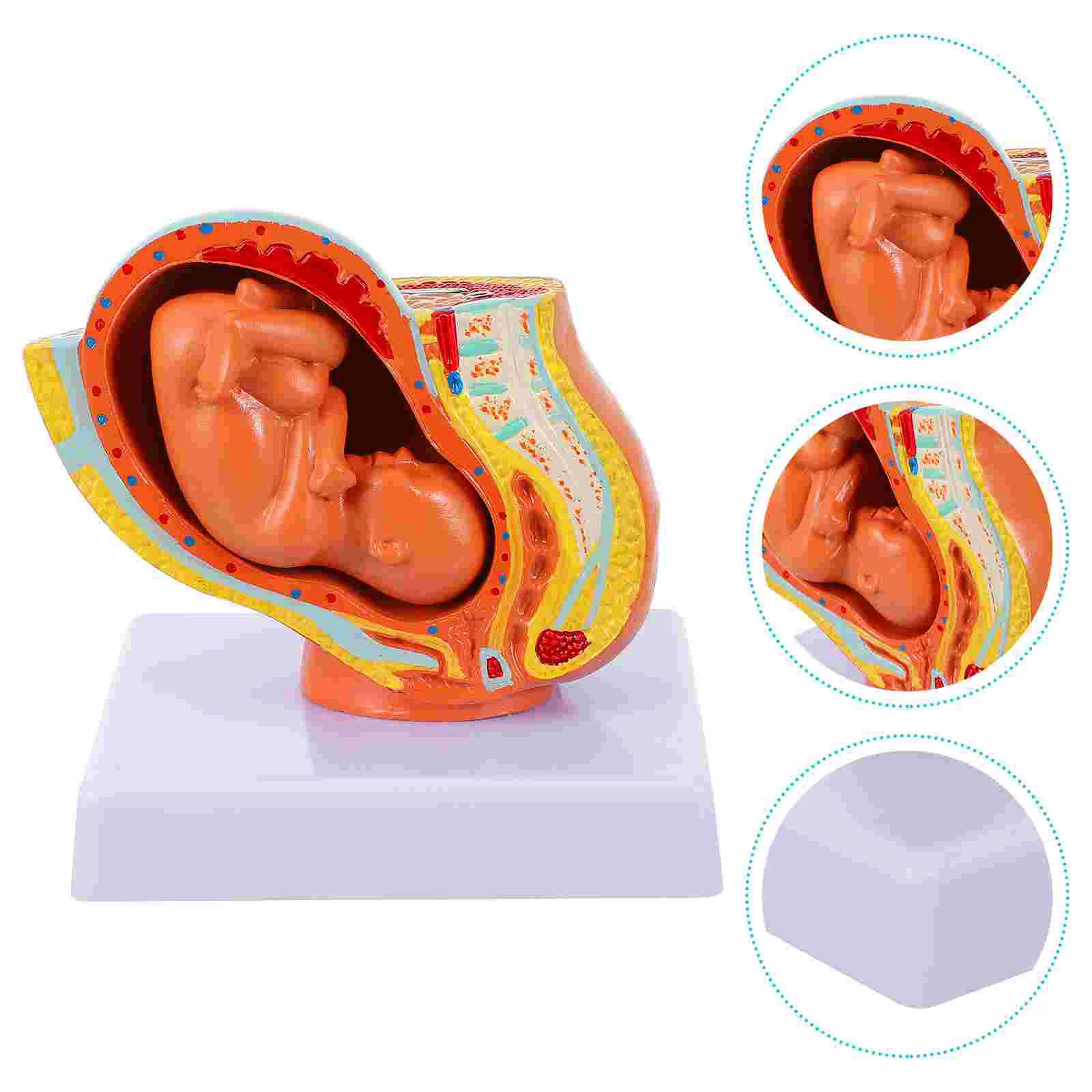 Modelo de exhibición de embriones de útero para mujer, modelo de enseñanza de feto uterino a plazo, modelo de embrión de útero para mujer, 1 ud.