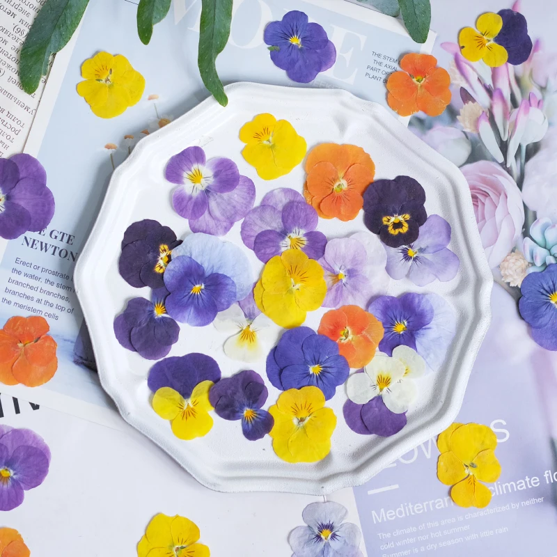 Nature Pansy Epoxy Plowers DIY حافظة الهاتف المحمول المرجعية بطاقة المعايدة ، زهرة مجففة تنقش بالتنقيط الغراء مجوهرات ، ماكياج البتلة ، 12 قطعة