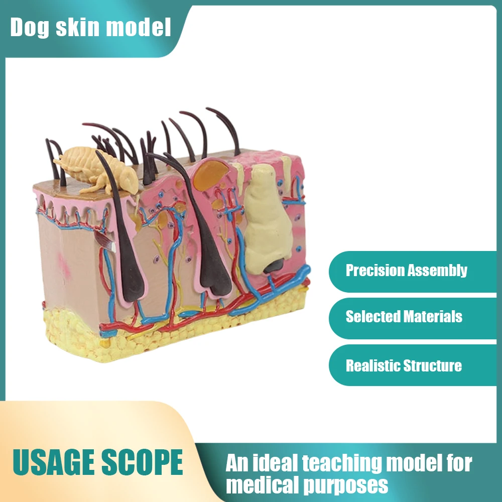 

Dog Skin Model,Simulated Insect Bite Canine Skin Structure Anatomical Model, Pet Teaching Model