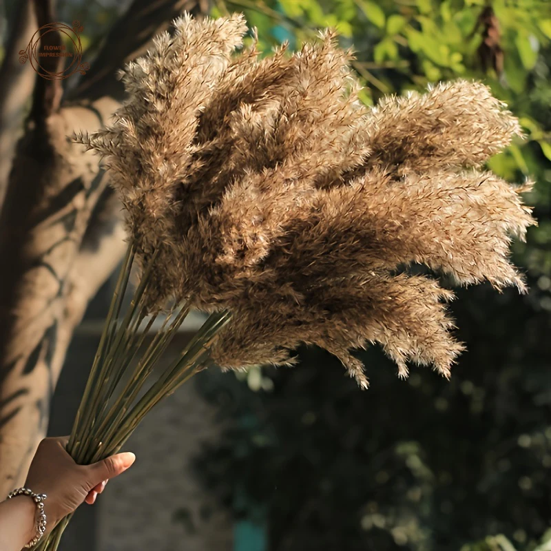 Natural Fluffy Pampas Dried Flowers Bunny Tails Grass Bouquet Wedding Table Boho Home Decor Flower Arrangement Autumn Decoration