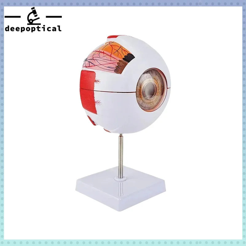 

6X Medical Human Enlarged Eyeball Model, Eye Anatomical Model for Science Education Study Teaching with Removable Stand( EB-1)