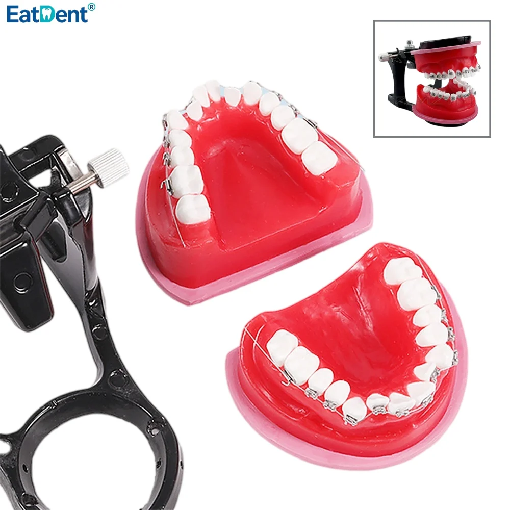 Dental Orthodontic Treatment Model Gingival Wax Bending Oral Model Teeth Typodont Demonstration Tools Dentist Practice