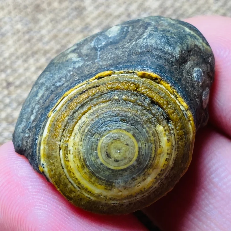 Natural Yellow Gobi Agate Eye Rock Specimen Energy Crystal Chakra Reiki Healing Stone Home Decor