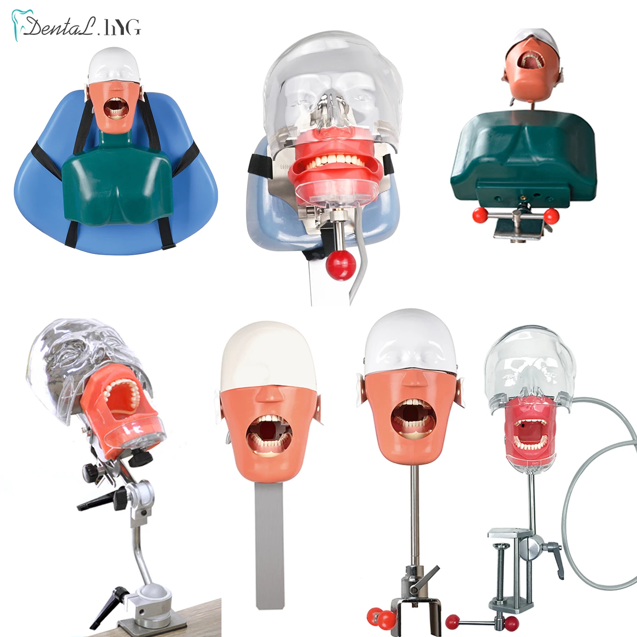 Dental Teaching Model Head Model Dental Simulator Phantom Manikin With Resin Teeth For Dentist Practice Training Dentistry Equip