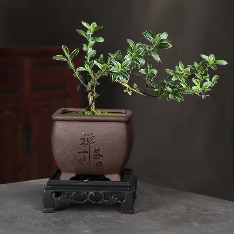 yZ[zSyAؔ Ȗ ÂY ʋĈiϔ rO[ JԐA AgCt