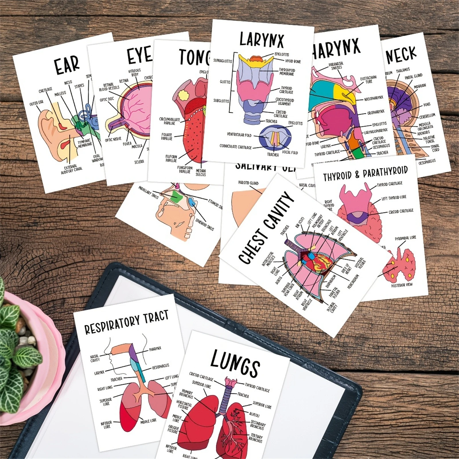Professional Human Organ Flash Cards 30Pcs Educational Study Set for Students Home School Learning Tool Durable Cardstock view 4