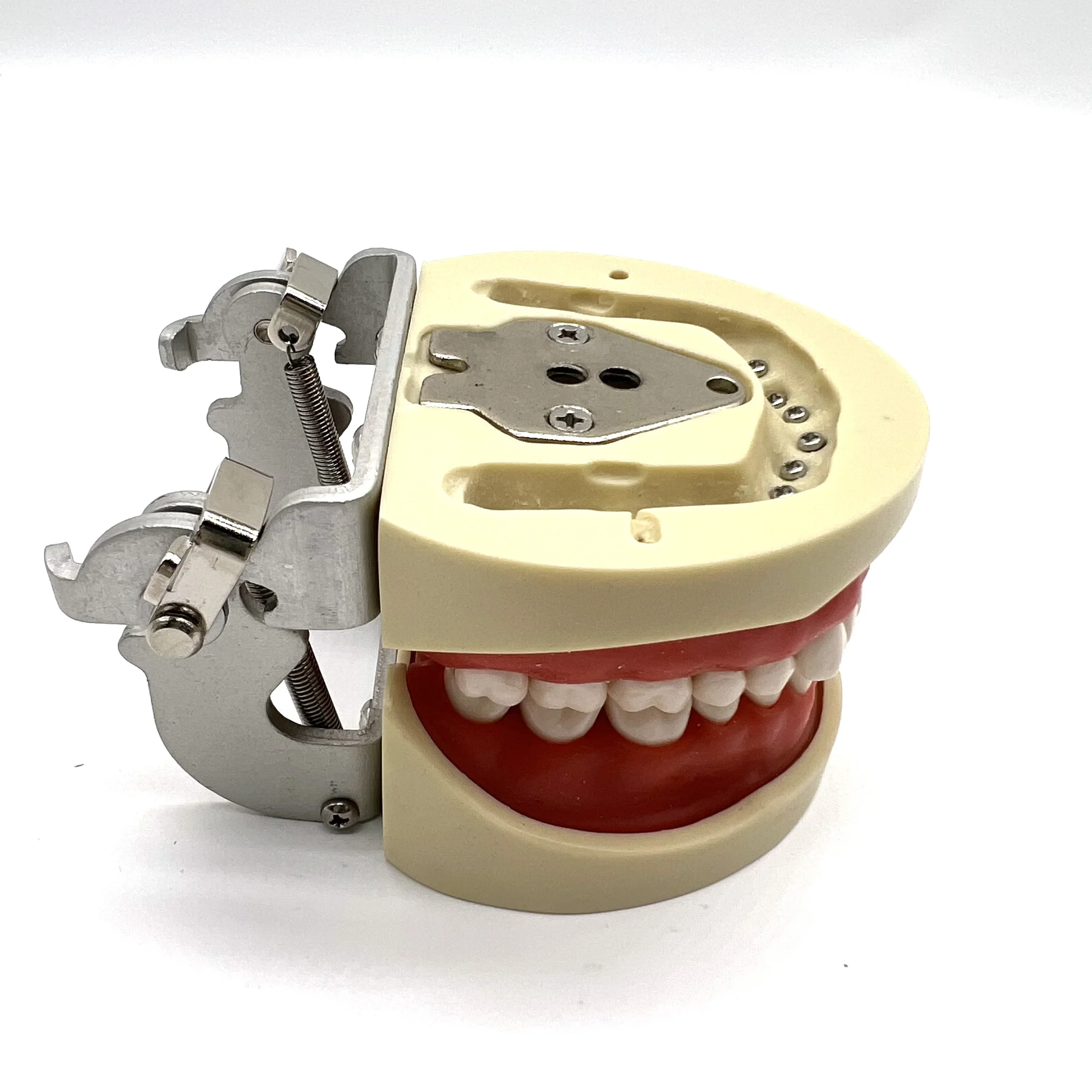 

Dentals Study Preparations Practices Oral Medical Dentals Teeth Model With Screws Detachable Soft Gums For 32 Teeth Teach Model