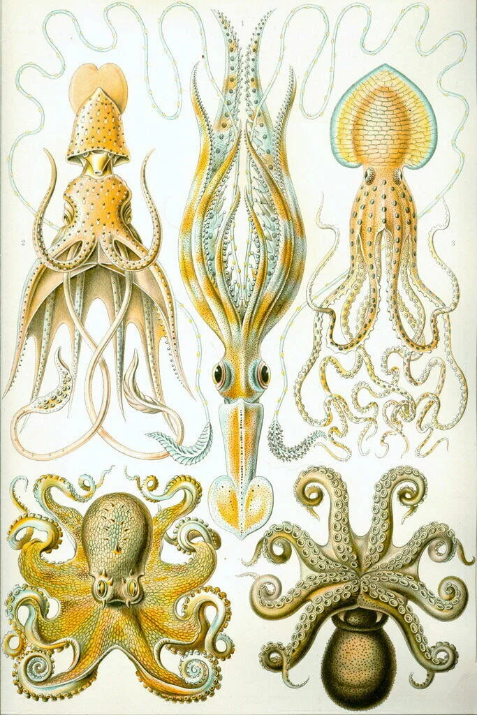 

Ernst Haeckel Gamochonia Octopus Sea Creature Art Film Print Silk Poster Home Wall Decor 24x36inch