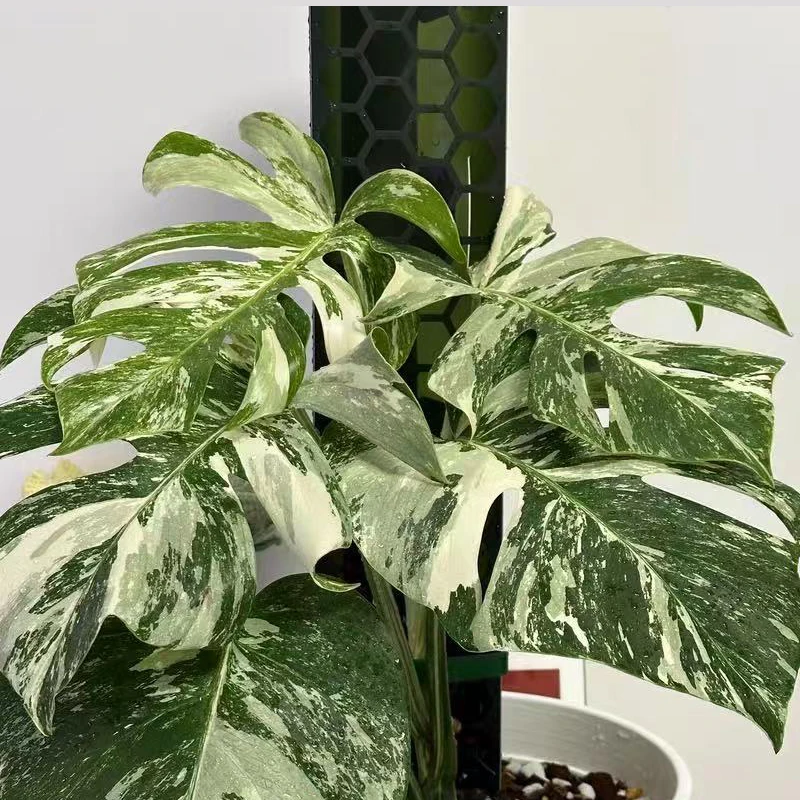 

2PCS Moss Pole Plastic Plant Stand Indoor Climbing Plant Guardian Tutors Moss Stick for Plants Growth Garden Support Accessories