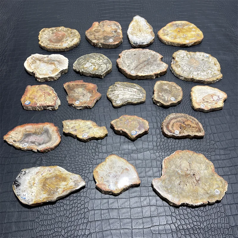 Natural Petrified Wood Specimen Semi-precious Stone Slices Crystals Healing Stones