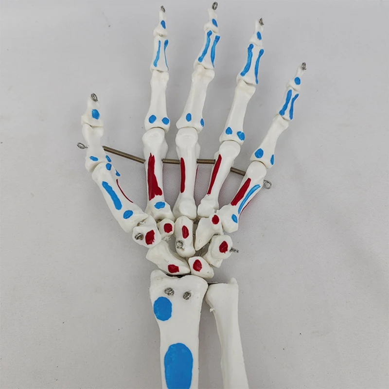 Hand Joint Model Palmar Bones Anatomy Muscle Model With Wrist, Ulna, Hinged Hand Bones