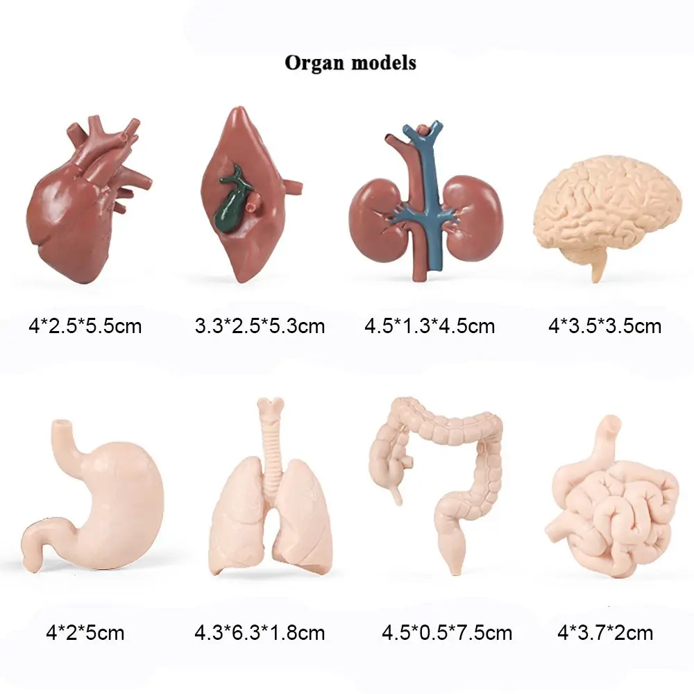 8 個ギフト早期学習科学自然人間臓器モデル心臓胃内臓置物肝臓腎臓肺