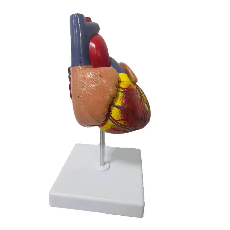 1:1 Lifesize Human Heart Anatomy Model Medical Science Teaching Resources Dropshipping