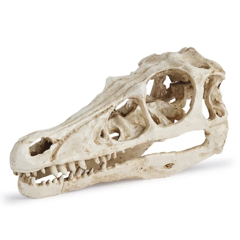 Resin Skull Velociraptor Model Dinosaur Skull Zoo Skull Specimen Display Teaching Reference Sample