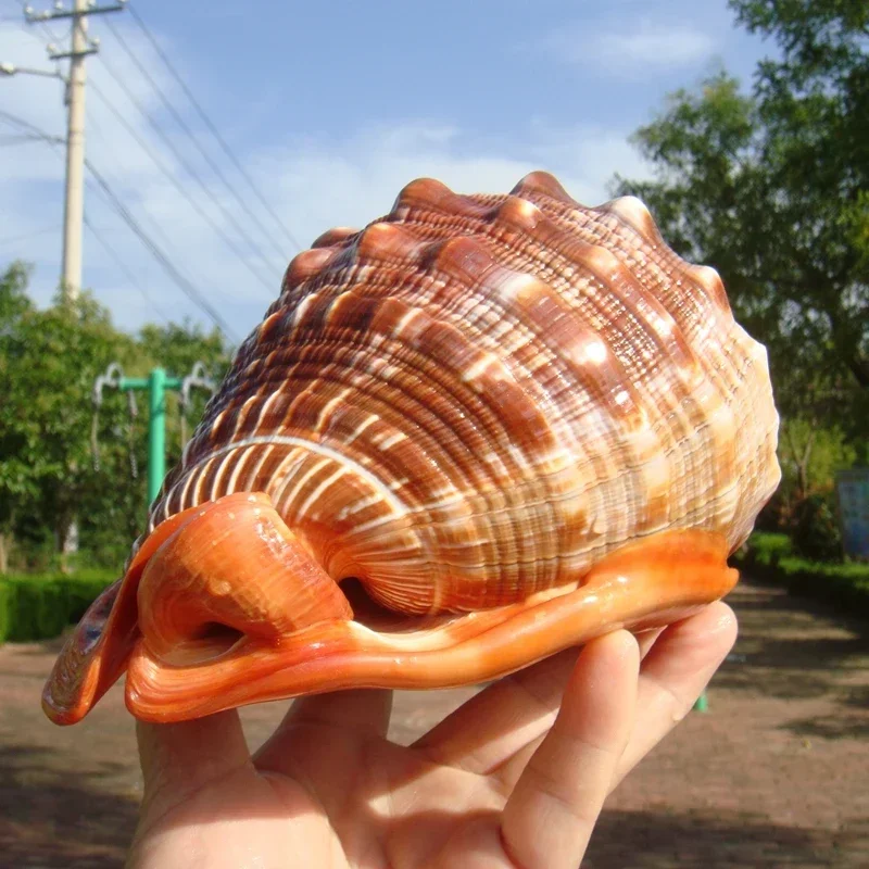 Natural Sea Snail Shell Thousand-handed Frog Snail Snail Fish Tank Landscaping