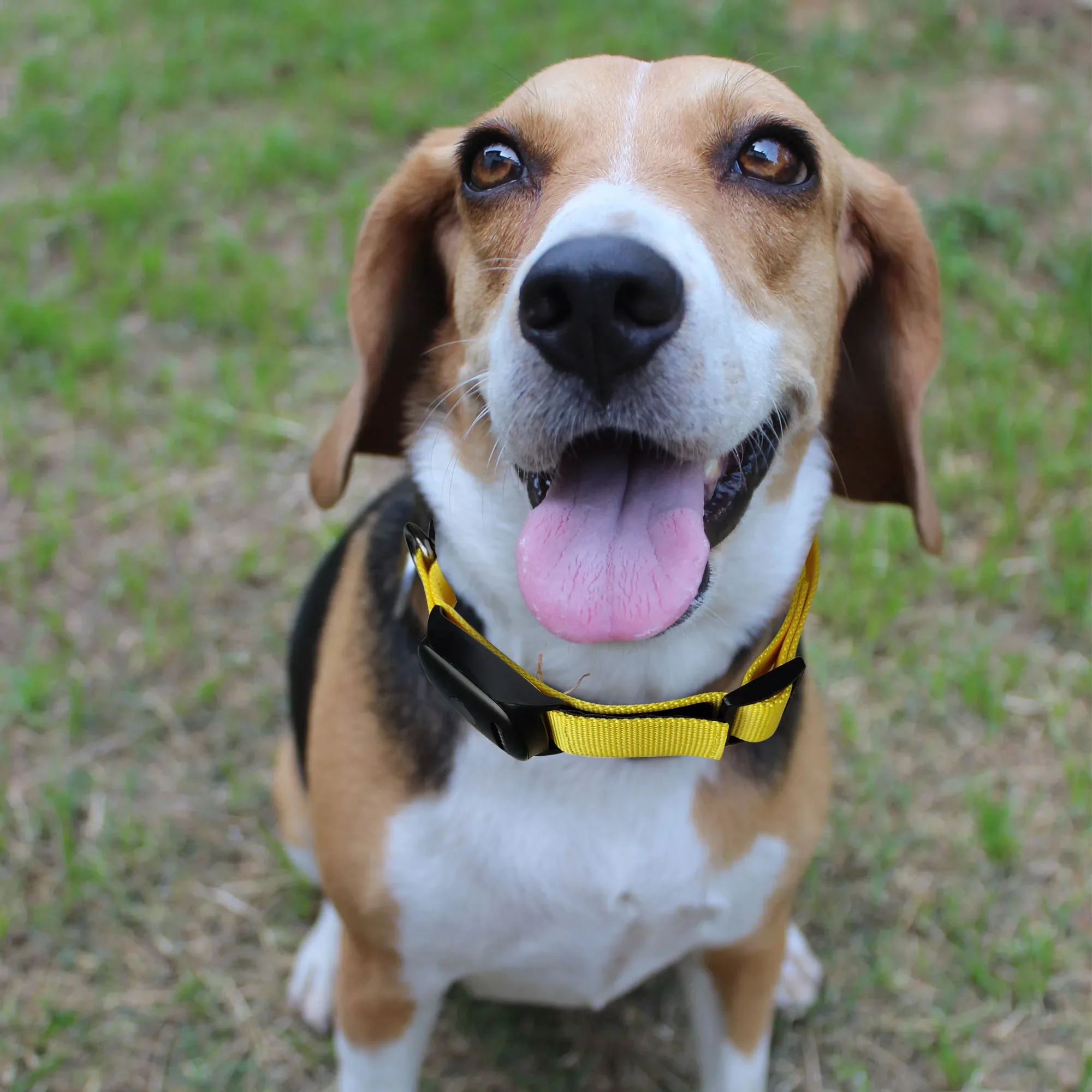 Pet Location Tracker, Real-time Activity Tracker GPS