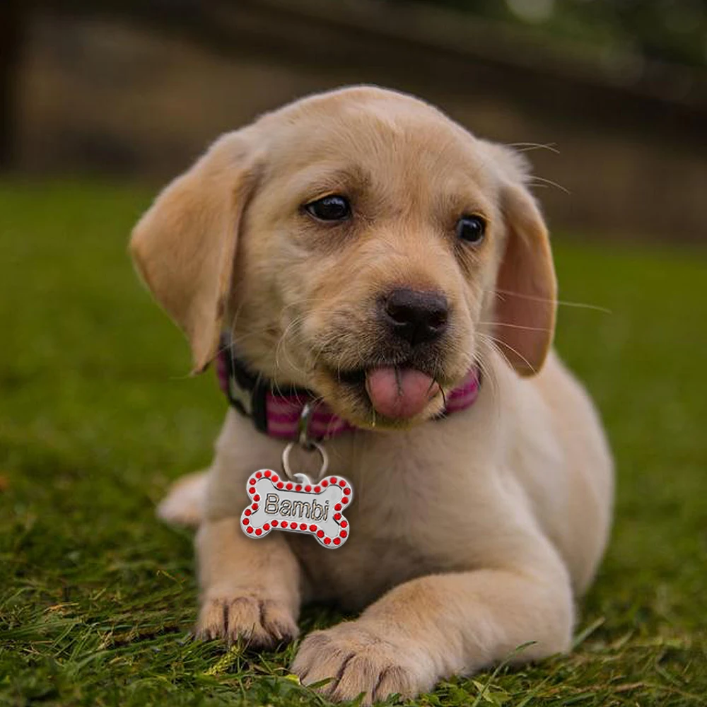 Étiquette d'identification personnalisée pour chien et chat, accessoire pour collier de chien, gravé gratuitement pour Chihuahua carlin