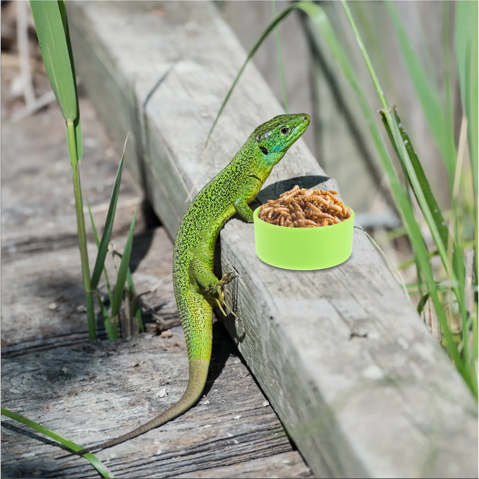 30Pcs Reptile Feeding Dish Stable Non-Tip Food Water Bowl for Bearded Dragon Gecko Chameleon Hermit Crab Tarantula Small Animals