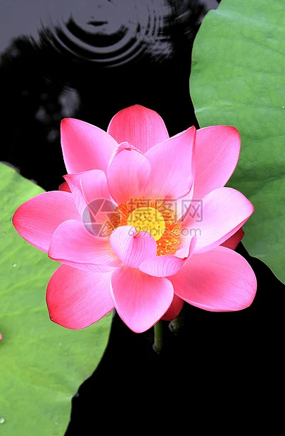 

Aluminum Alloy 1.3 Inch Beadlock Wheel Rim Tire For 1/18 Trx4m Trx4-m Fms24 Axial Scx24 Rc Crawler Car Tire