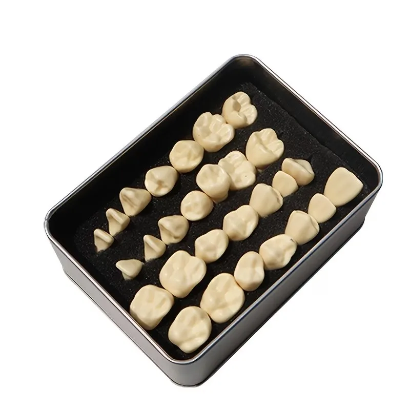Full-mouth 2x magnified adult tooth carving model, permanent tooth carving model, dental model for student use in class, teaching model in a metal box with 28 teeth