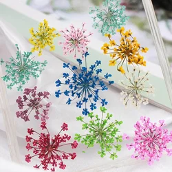 60pcs Pressed Dried 20-25mm Ammi Majus Flowers Plant Herbarium For Jewelry Postcard Invitation Card Phone Case Bookmark DIY