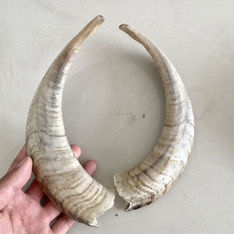 Natural Goat Horn Hollow Original Corner DIY Craft Decoration Collection Statue Taxidermy Home Decoration Accessories