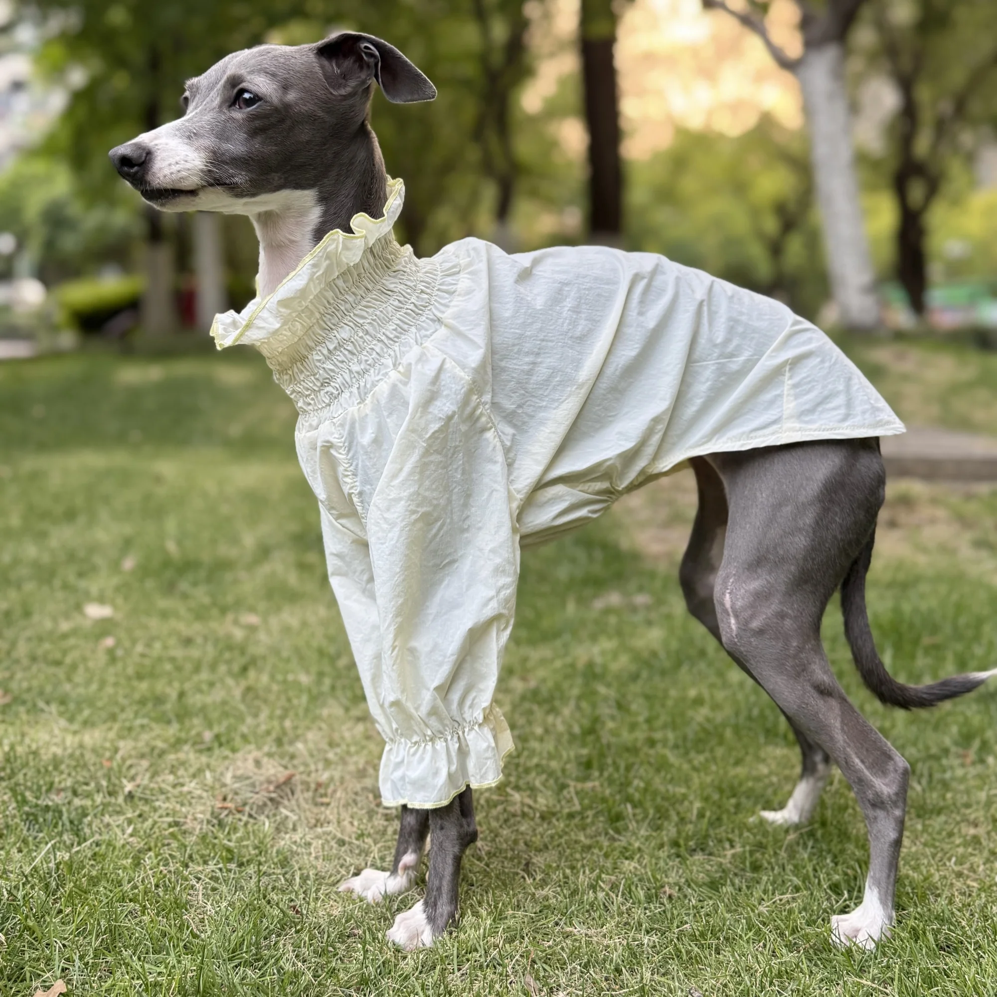Camiseta abrigo protección solar perros Italian Greyhound y Bedlington