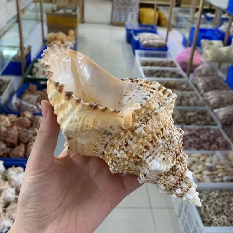 Natural Conch Shell Fish Tank Aquascape Window Display Grouper Snail 15-28cm