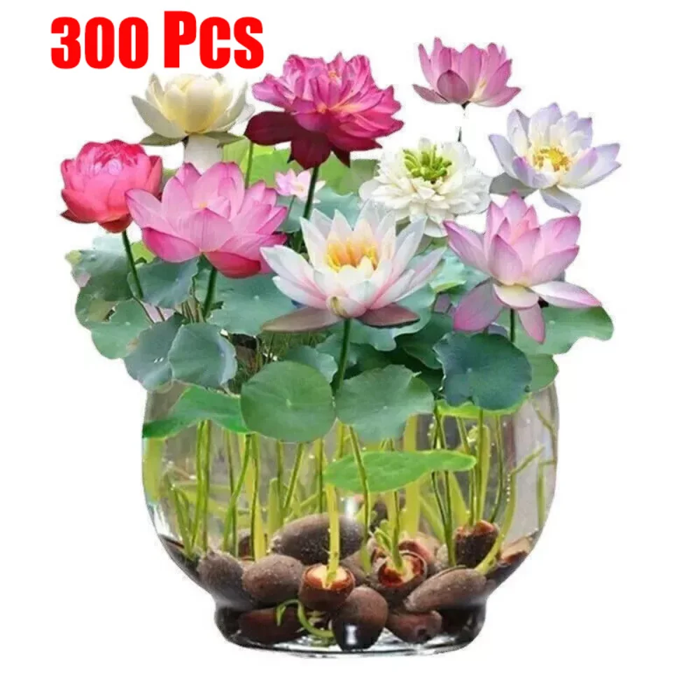 300X Lotus Mix Seeds Water Nelumbo Lily Bonsai Wer Nucifera Plant Nymphaea