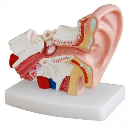 

Anatomical model of desktop ear with 1.5 times magnification of external, middle and inner ear