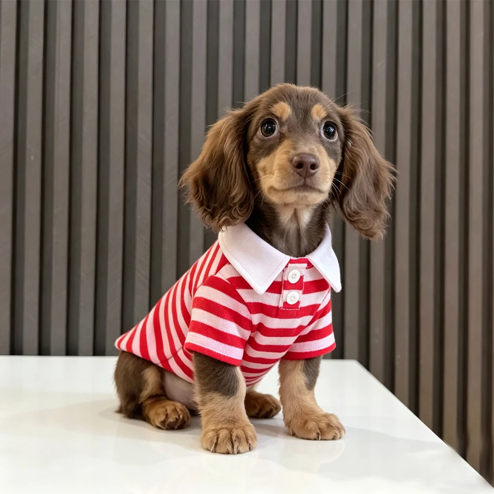 Gestreept katoenen rood poloshirt voor worsthonden Lente-sweatshirt voor worsthonden Zachte jas voor miniatuur teckel in de herfst