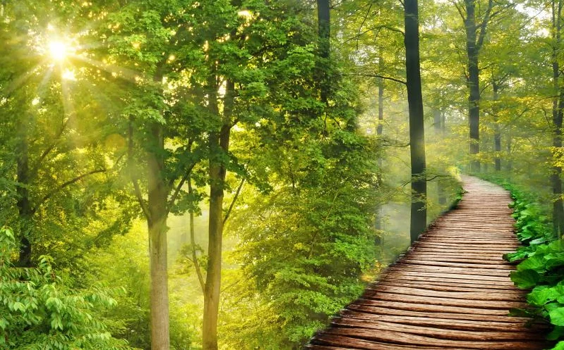Aangepaste behang 3d Forest Avenue Big Tree landschap muurstickers woondecoratie berkenbos Ginkgo jungle decoratie muurschildering