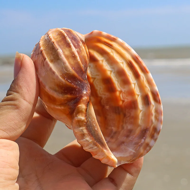 Ficopsis Ficus Snail Hermit Crab Shell Natural Conch Shell for Fish Tank Ornaments Indoor Decorative Pipa Snail Shell view 4