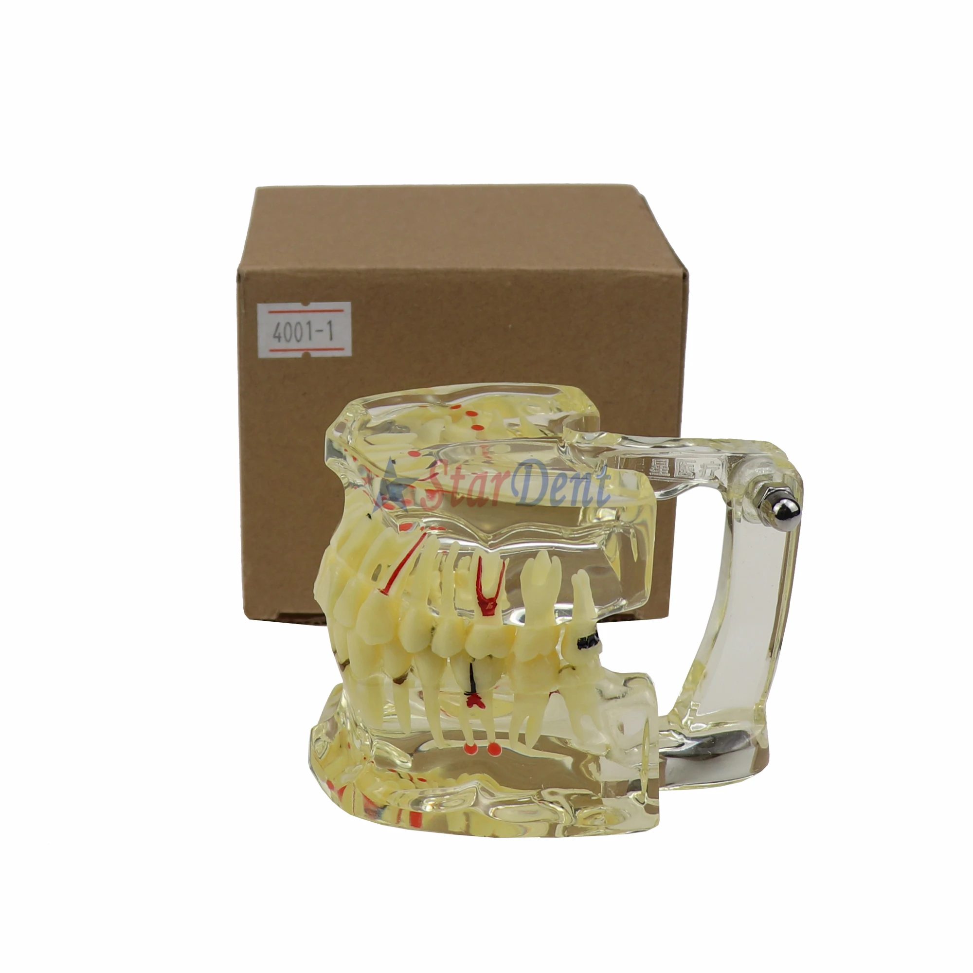 M4001 Dentals Products, Dentals Pathological Dentals Models (Missing Teeth) M4001 Adult Models Equipment