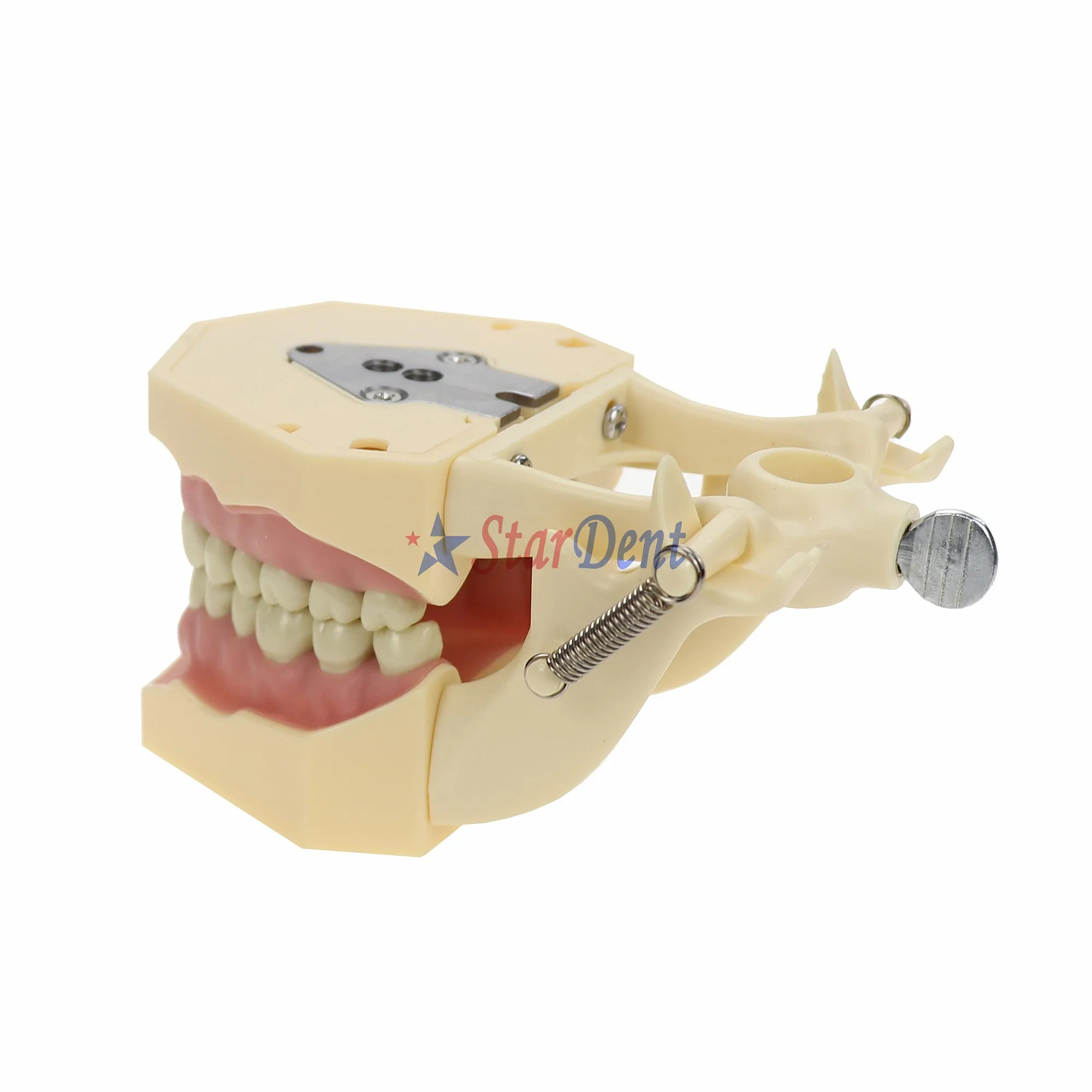 28Pcs Removable Resins False Teeth Model Adult Denture Practice Orthodontic Tool