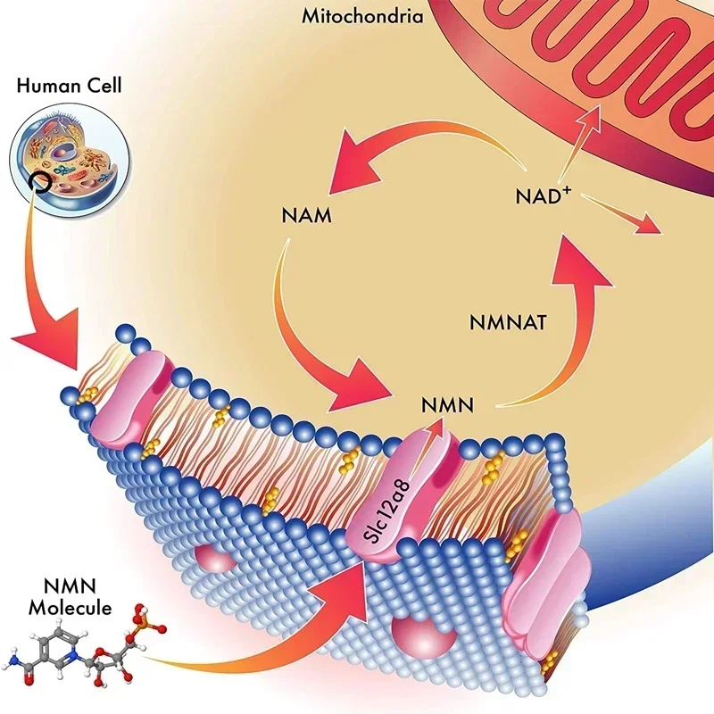 99% Beta N M N Nicotinamide Mononucleotide, Nad +, Namn Cas 1094-61-7, Directe Levering Van De Fabriek